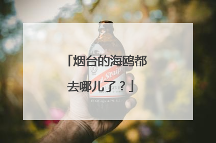 烟台的海鸥都去哪儿了？