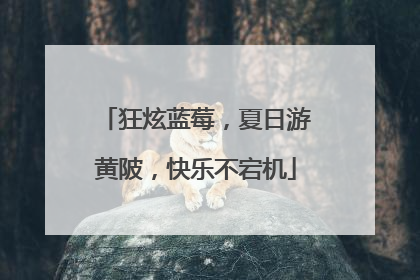狂炫蓝莓，夏日游黄陂，快乐不宕机