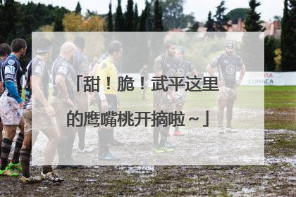 甜！脆！武平这里的鹰嘴桃开摘啦～