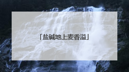 盐碱地上麦香溢