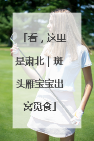 看，这里是肃北｜斑头雁宝宝出窝觅食