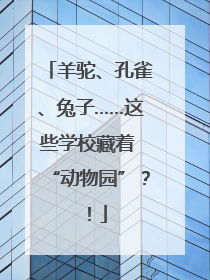 羊驼、孔雀、兔子……这些学校藏着 “动物园”？！