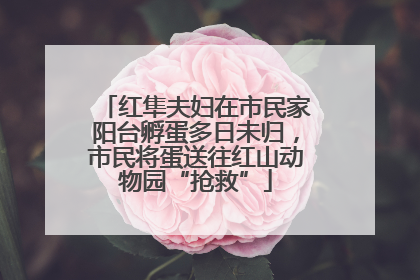 红隼夫妇在市民家阳台孵蛋多日未归，市民将蛋送往红山动物园“抢救”