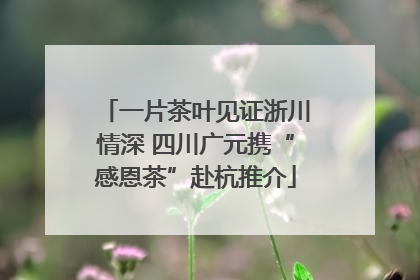 一片茶叶见证浙川情深 四川广元携“感恩茶”赴杭推介
