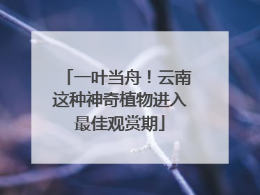一叶当舟！云南这种神奇植物进入最佳观赏期