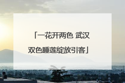 一花开两色 武汉双色睡莲绽放引客