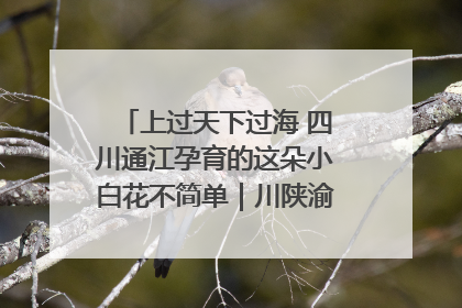 上过天下过海 四川通江孕育的这朵小白花不简单｜川陕渝网络名人巴中行