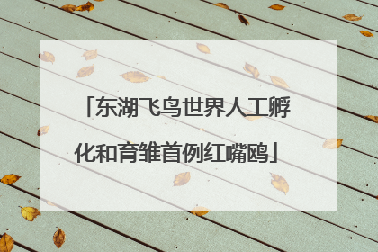 东湖飞鸟世界人工孵化和育雏首例红嘴鸥