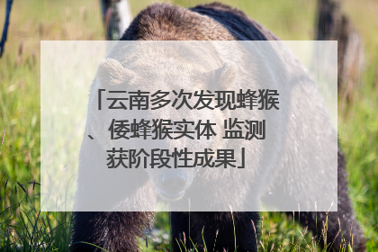 云南多次发现蜂猴、倭蜂猴实体 监测获阶段性成果