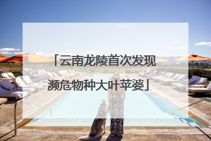 云南龙陵首次发现濒危物种大叶苹婆
