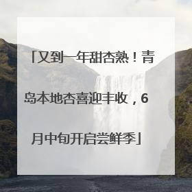 又到一年甜杏熟！青岛本地杏喜迎丰收，6月中旬开启尝鲜季