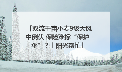 双流千亩小麦9级大风中倒伏 保险难撑“保护伞”？丨阳光帮忙