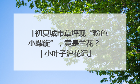初夏城市草坪现“粉色小螺旋”，竟是兰花？ | 小叶子沪花记