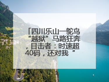 四川乐山一鸵鸟“越狱”马路狂奔，目击者：时速超40码，还对我“笑”了下