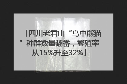 四川老君山“鸟中熊猫”种群数量翻番，繁殖率从15%升至32%