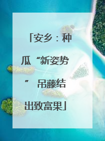 安乡：种瓜“新姿势” 吊藤结出致富果