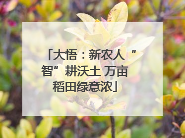 大悟：新农人“智”耕沃土 万亩稻田绿意浓