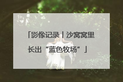 影像记录丨沙窝窝里长出“蓝色牧场”