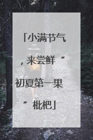 小满节气，来尝鲜“初夏第一果”枇杷