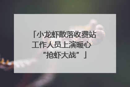 小龙虾散落收费站 工作人员上演暖心“抢虾大战”