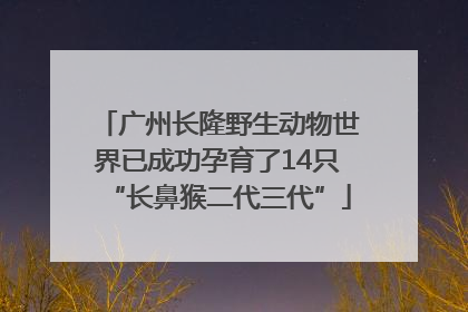 广州长隆野生动物世界已成功孕育了14只“长鼻猴二代三代”