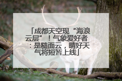 成都天空现“海浪云层”！气象爱好者：是糙面云，晴好天气将短暂上线