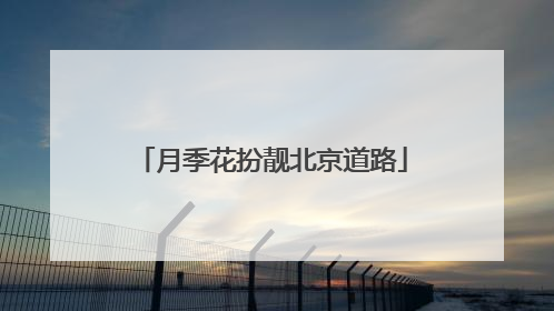 月季花扮靓北京道路