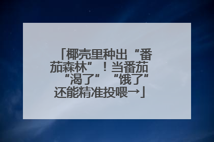 椰壳里种出“番茄森林”！当番茄“渴了”“饿了”还能精准投喂→
