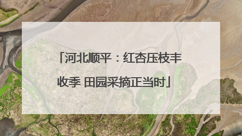 河北顺平：红杏压枝丰收季 田园采摘正当时