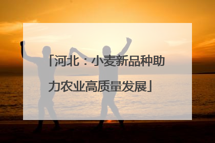 河北：小麦新品种助力农业高质量发展