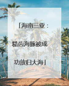 海南三亚：糙齿海豚被成功放归大海