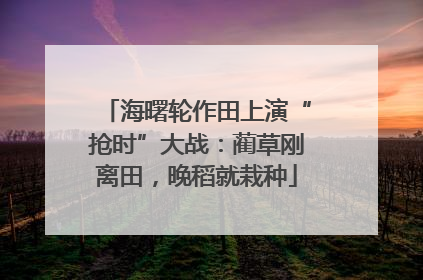 海曙轮作田上演“抢时”大战：蔺草刚离田，晚稻就栽种