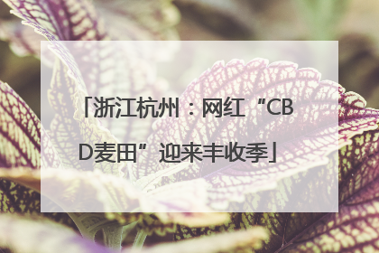 浙江杭州：网红“CBD麦田”迎来丰收季