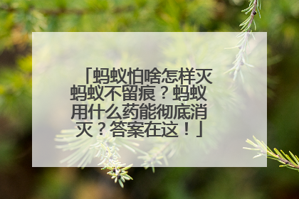 蚂蚁怕啥怎样灭蚂蚁不留痕？蚂蚁用什么药能彻底消灭？答案在这！