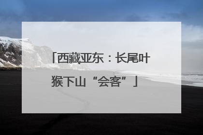 西藏亚东：长尾叶猴下山“会客”