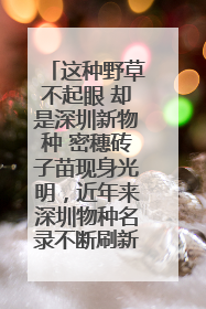 这种野草不起眼 却是深圳新物种 密穗砖子苗现身光明，近年来深圳物种名录不断刷新