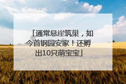 通常悬崖筑巢，如今首钢园安家！还孵出10只萌宝宝