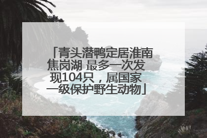 青头潜鸭定居淮南焦岗湖 最多一次发现104只，属国家一级保护野生动物
