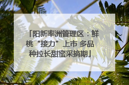 阳新率洲管理区：鲜桃“接力”上市 多品种拉长甜蜜采摘期