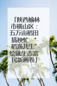 陕西榆林市横山区：五万亩稻田插秧忙 “稻渔共生”绘就生态富民新画卷
