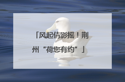 风起倩影摇！荆州“荷您有约”