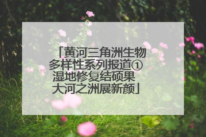 黄河三角洲生物多样性系列报道①湿地修复结硕果 大河之洲展新颜