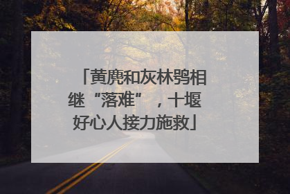 黄麂和灰林鸮相继“落难”，十堰好心人接力施救